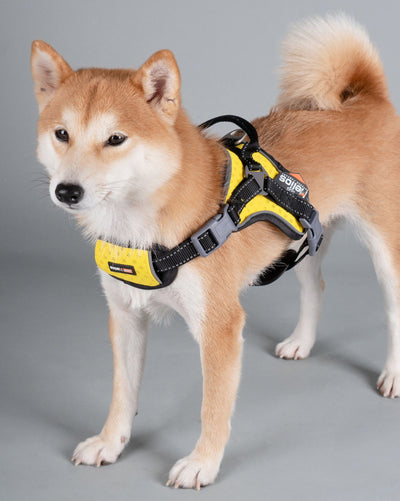 Dog Helios ® 'Scorpion' Sporty High-Performance Free-Range Dog Harness